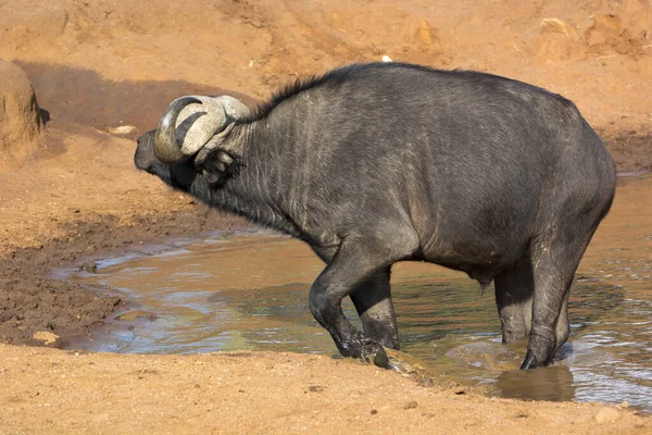 Ein Afrikanischer Büffel Watet Einem Sonnigen Septembernachmittag Durch Ein Wasserloch — Stockfoto
