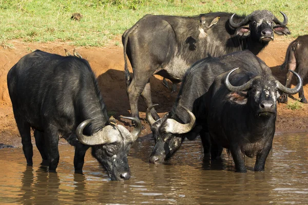 Una Manada Búfalos Africanos Abrevadero Masai Mara Una Soleada Tarde — Foto de Stock