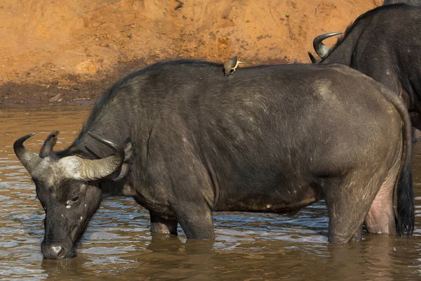 Ein Afrikanischer Büffel Trinkt Wasser Einem Wasserloch Masai Mara Einem — Stockfoto
