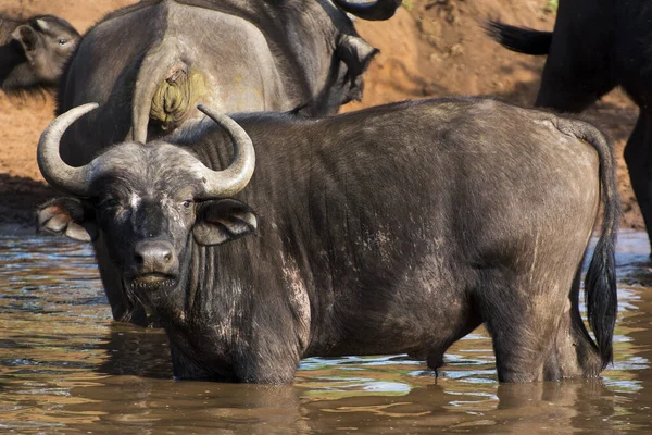 African Buffalo Standing Watering Hole Masai Mara Sunny September Afternoon — Stock Photo, Image