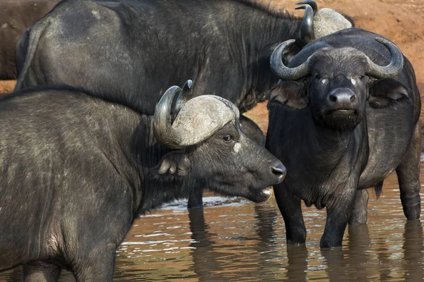 Eine Herde Afrikanischer Büffel Einem Wasserloch Masai Mara Einem Sonnigen — Stockfoto
