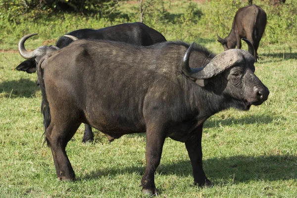 Afrykański Buffalo Stojący Trawiastym Terenie Masai Mara Słoneczne Wrześniowe Popołudnie — Zdjęcie stockowe