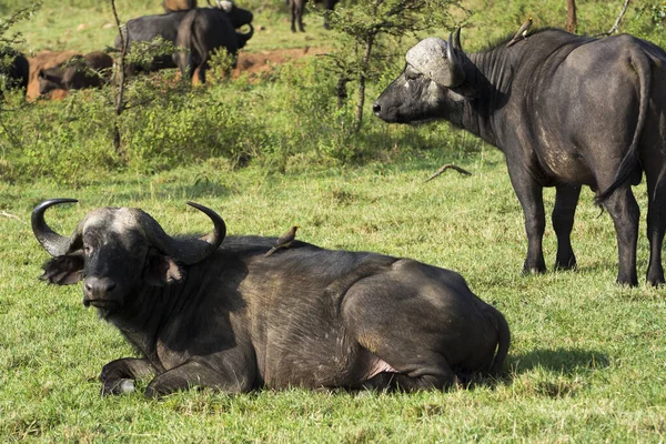 Herd African Buffaloes Grassy Area Masai Mara Sunny September Afternoon — Stock Photo, Image