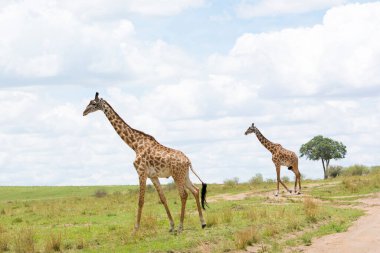 Zürafalar güneşli bir Eylül öğleden sonra Masai Mara 'da bir pistten geçiyorlar.