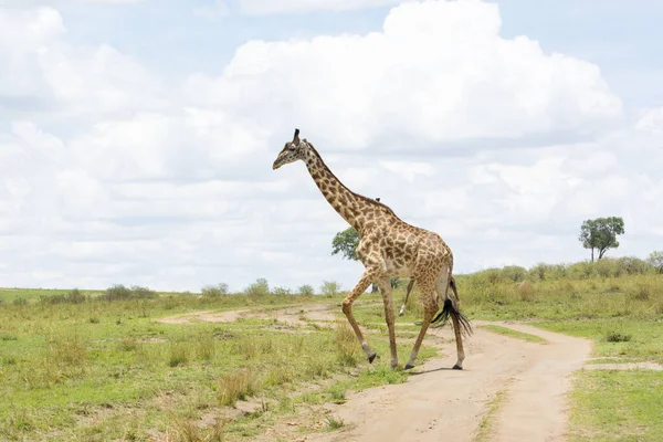 Masajská Žirafa Křižující Trať Masai Mara Slunečného Zářijového Odpoledne — Stock fotografie