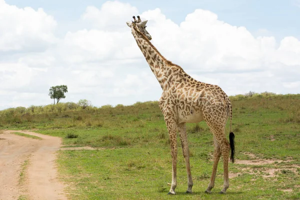 Masajská Žirafa Ohlíží Než Přejde Trať Masai Mara Slunečného Zářijového — Stock fotografie