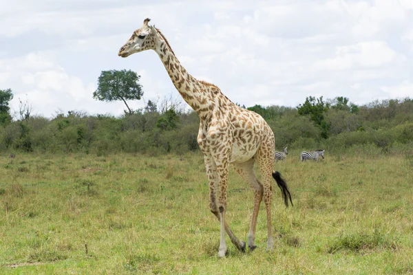 Una Giraffa Masai Una Zona Erbosa Masai Mara Pomeriggio Settembre — Foto Stock