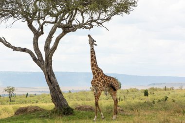 Bir Rothschild zürafası güneşli bir Eylül öğleden sonra Masai Mara 'da bir Akasya ağacının dalına uzanıyor.
