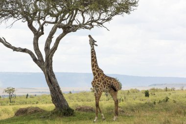 A Rothschild Giraffe reaching out for a branch of an Acacia tree in Masai Mara on a sunny September afternoon clipart