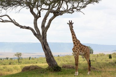 Bir Rothschild zürafası güneşli bir Eylül öğleden sonra Masai Mara 'da bir Acacia ağacının altında duruyor.