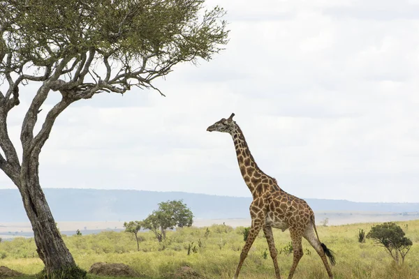 Girafe Rothschild Marchant Vers Acacia Masai Mara Par Après Midi — Photo