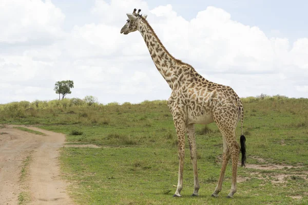 Girafe Masai Contemplant Avant Traverser Une Piste Masai Mara Par — Photo