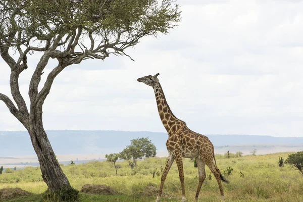 Una Giraffa Rothschild Che Cammina Verso Albero Acacia Masai Mara — Foto Stock