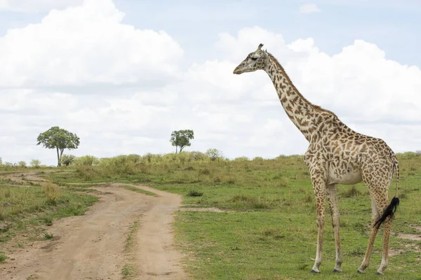 Masajská Žirafa Uvažuje Než Přejde Trať Masai Mara Slunečného Zářijového — Stock fotografie