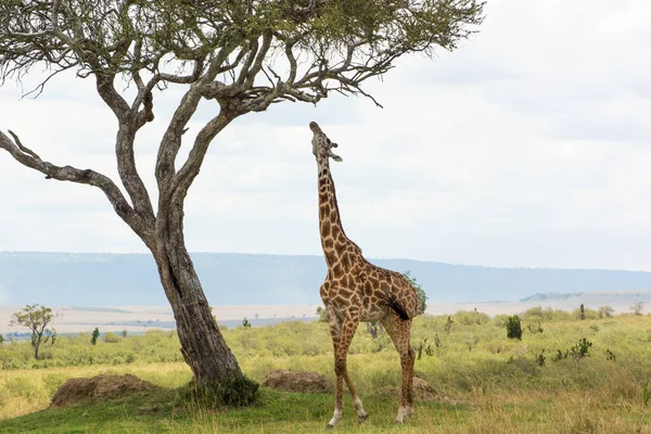 Rothschild Giraffe Sträcker Sig Efter Gren Acacia Träd Masai Mara Stockfoto