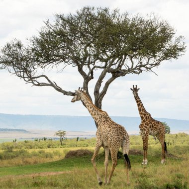 Bir Rothschild zürafası ve bir Masai zürafası güneşli bir Eylül öğleden sonra Masai Mara 'da bir Acacia ağacının altında.