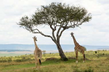 Bir Rothschild zürafası ve bir Masai zürafası güneşli bir Eylül öğleden sonra Masai Mara 'da bir Acacia ağacının altında.