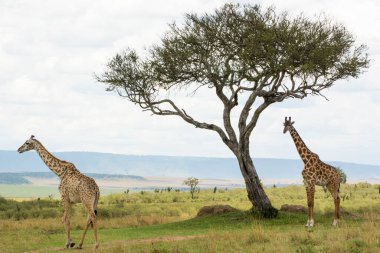 Bir Rothschild zürafası ve bir Masai zürafası güneşli bir Eylül öğleden sonra Masai Mara 'da bir Acacia ağacının altında.
