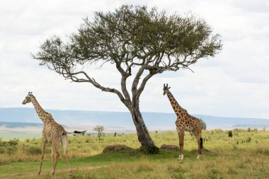 Bir Rothschild zürafası ve bir Masai zürafası güneşli bir Eylül öğleden sonra Masai Mara 'da bir Acacia ağacının altında.