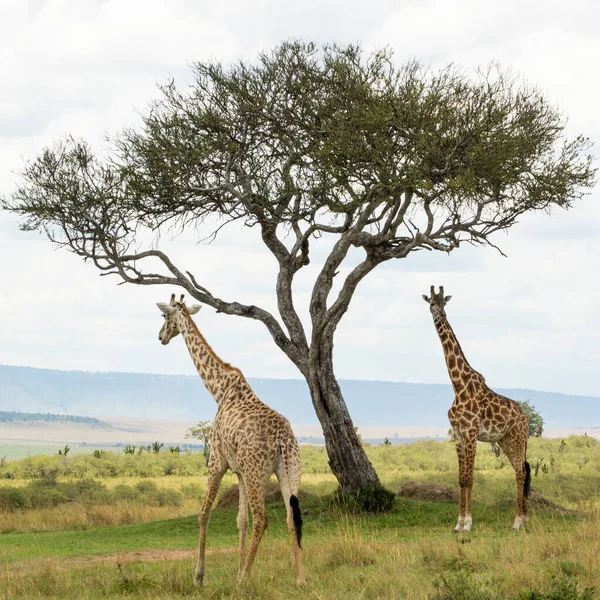 Bir Rothschild zürafası ve bir Masai zürafası güneşli bir Eylül öğleden sonra Masai Mara 'da bir Acacia ağacının altında.