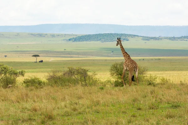 Rothschild Žirafa Dívá Typickou Krajinu Masai Mara Přerušené Safari Chodci — Stock fotografie