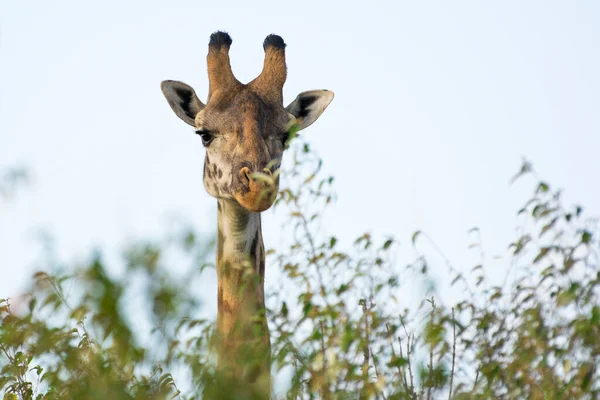 Masai Girafa Masai Mara Quênia Uma Noite Setembro — Fotografia de Stock