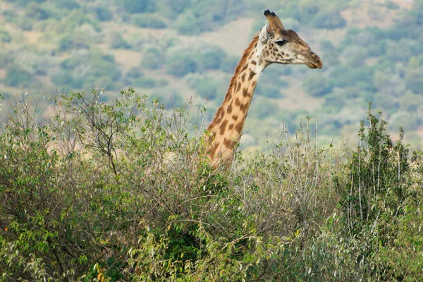 Una Giraffa Masai Masai Mara Kenya Una Serata Settembre — Foto Stock