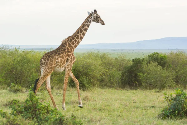 Una Giraffa Rothschild Che Cammina Masai Mara Kenya Una Serata — Foto Stock