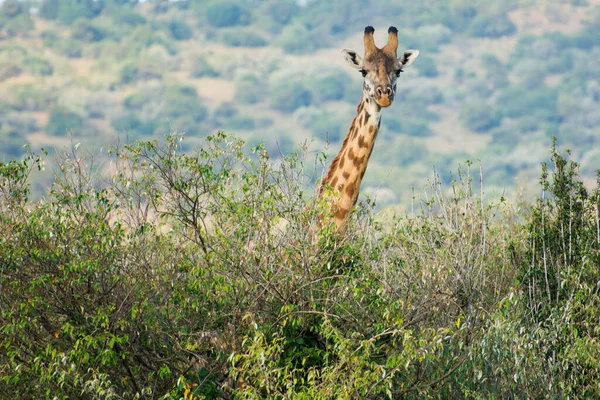 Masai Žirafa Masai Mara Keňa Zářijovém Večeru — Stock fotografie