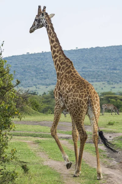 Eine Rothschild Giraffe Beim Spaziergang Masai Mara Kenia Einem Septemberabend — Stockfoto