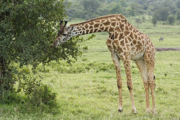 Una Jirafa Rothschild Grazing Masai Mara Kenia Una Noche Septiembre — Foto de Stock