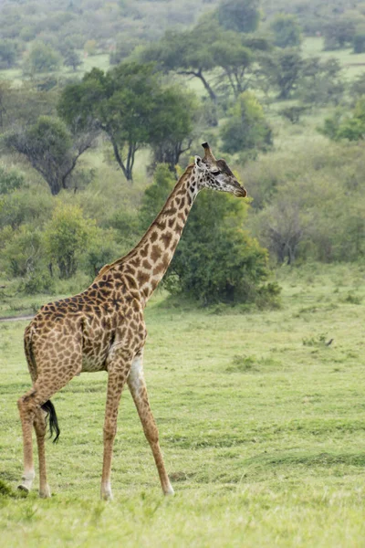 Uma Girafa Rothschild Caminhando Masai Mara Quênia Uma Noite Setembro — Fotografia de Stock