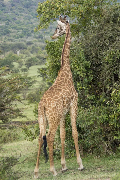 Eine Rothschild Giraffe Inmitten Von Büschen Masai Mara Kenia Einem — Stockfoto