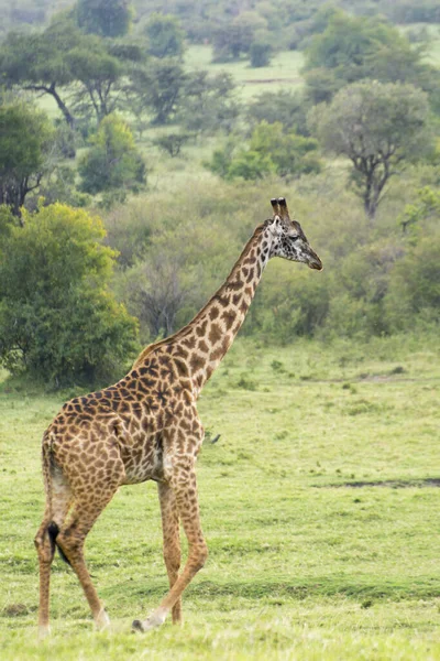 Uma Girafa Rothschild Caminhando Masai Mara Quênia Uma Noite Setembro — Fotografia de Stock