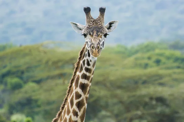 Eine Rothschild Giraffe Masai Mara Kenia Einem Septemberabend — Stockfoto