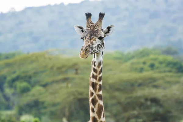 Una Giraffa Rothschild Masai Mara Kenya Una Serata Settembre — Foto Stock