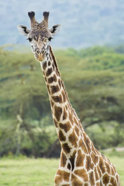 Una Giraffa Rothschild Masai Mara Kenya Una Serata Settembre — Foto Stock