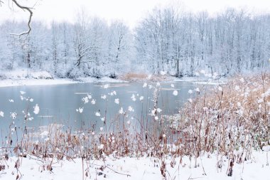 Göl yakınındaki karlı orman