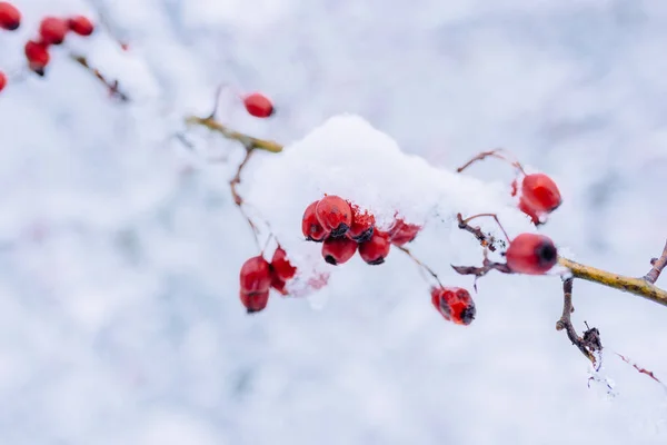 Berries of dog rose covered with snow — Stock Photo, Image