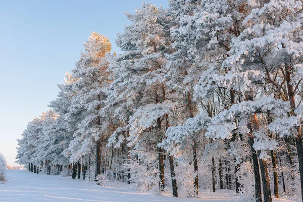 Pôr do sol na floresta de inverno — Fotografia de Stock