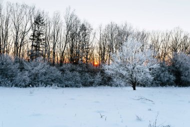 Muhteşem kış ormanı