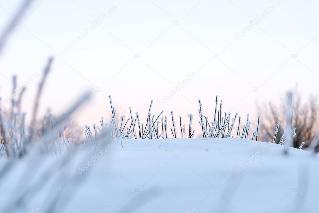 Winter background of frosty grass