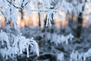 karla kaplı dal batan güneşin içinde
