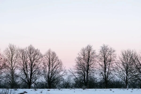Сказочный зимний лес — стоковое фото