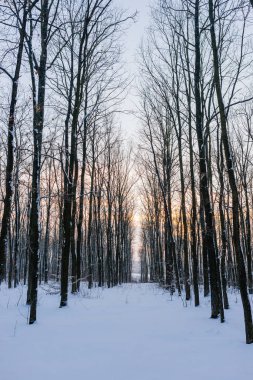 Kış ormanında gün batımı