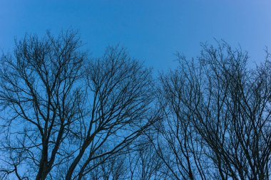 mavi gökyüzüne karşı boş ağaç dalları