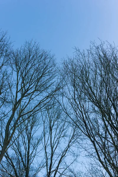 Mavi gökyüzüne karşı boş ağaç dalları — Stok fotoğraf