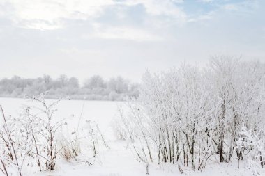 Muhteşem kış ormanı