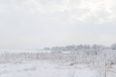 Muhteşem kış ormanı