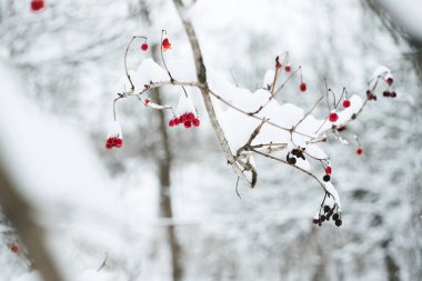 Karda kırmızı meyveler